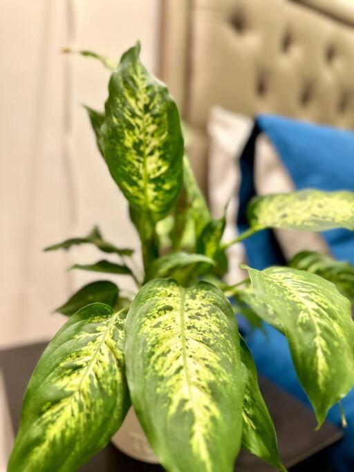 Luxury Maarif - Confort Et Elegance Au Coeur De La Appartement